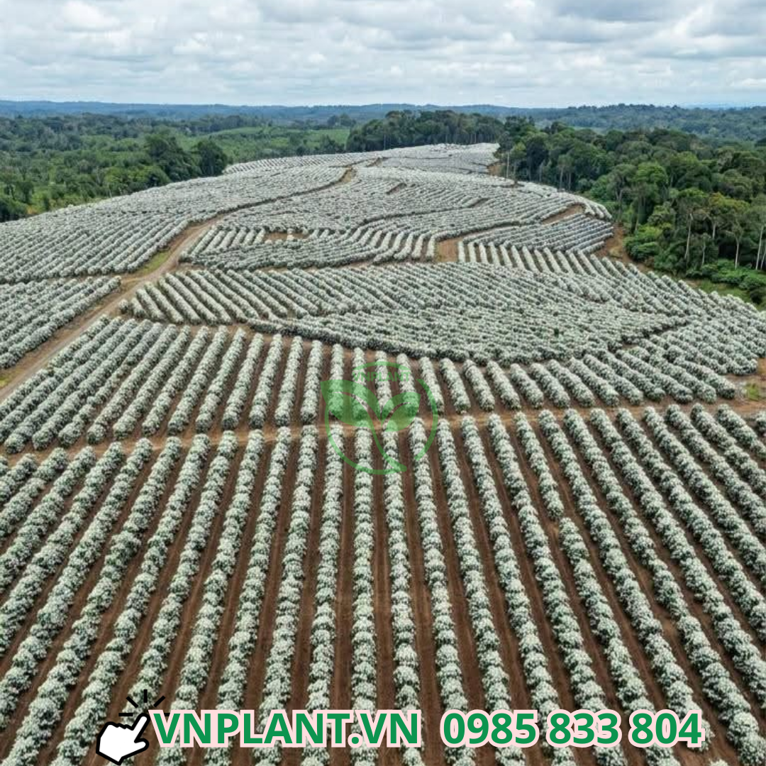 vuon ca phe nở bông trắng xóa